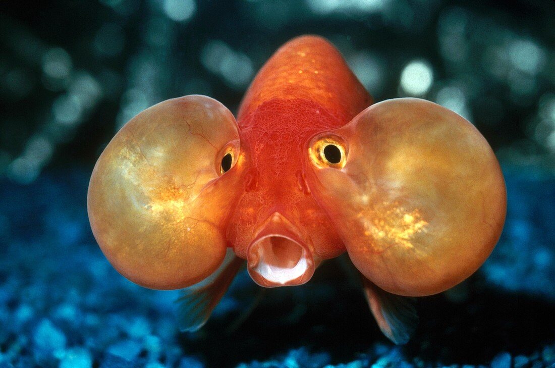 Bubble-eyed goldfish