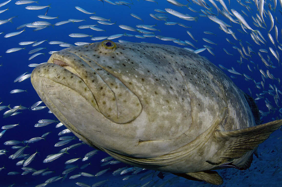 Goliath Grouper