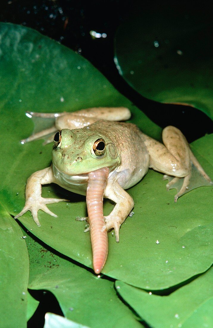 Bullfrog eating