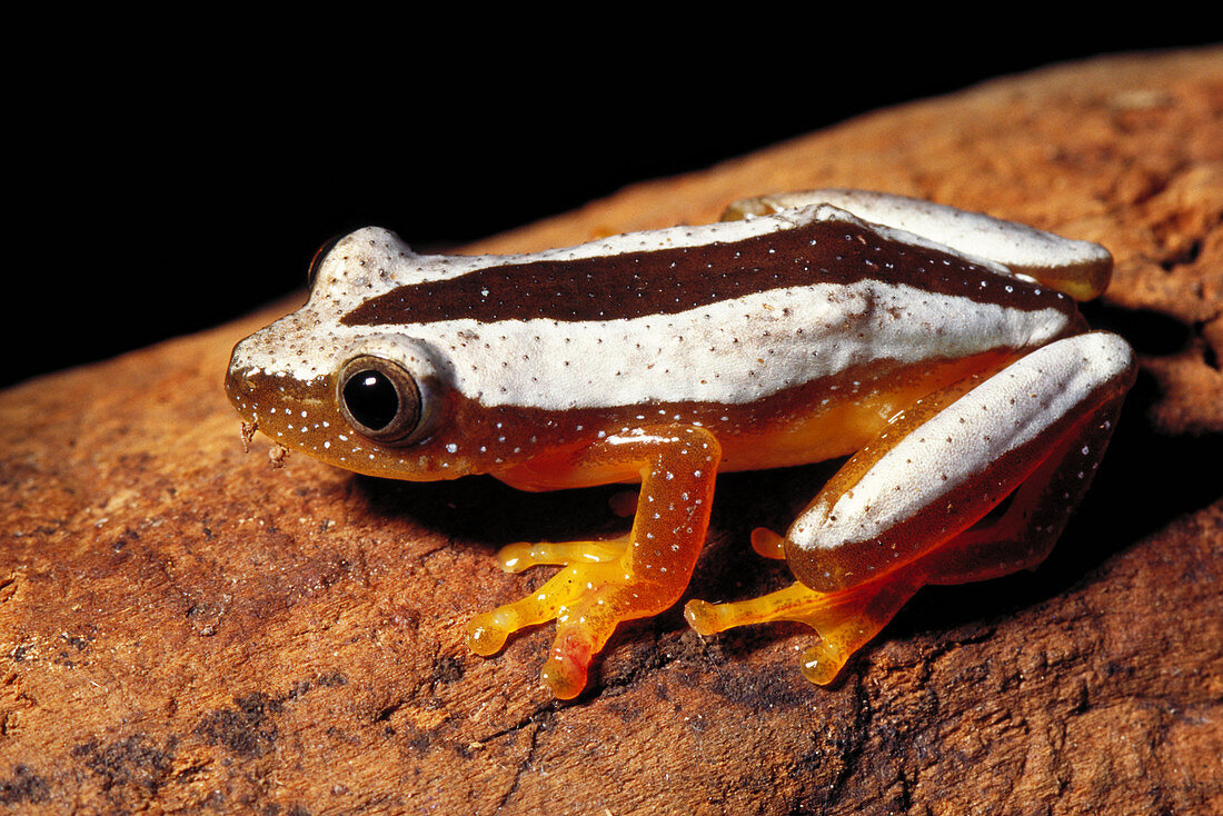 Reed frog