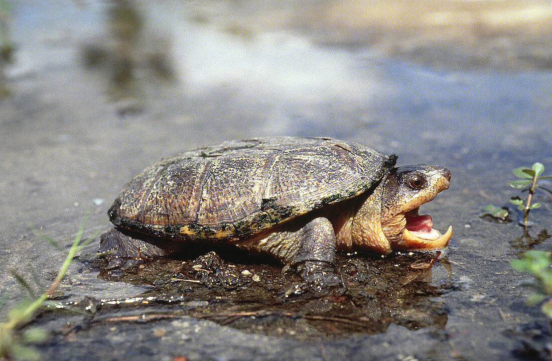 Narrow-Bridged Musk Turtle