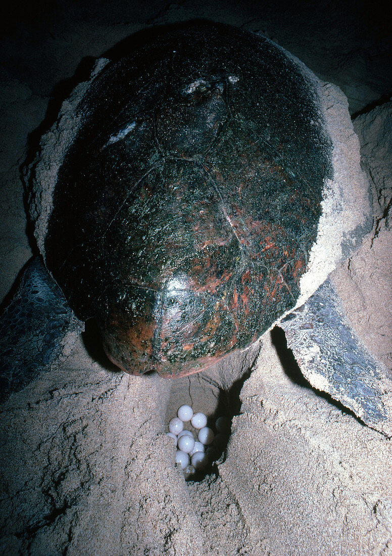 Loggerhead Turtle Laying Eggs