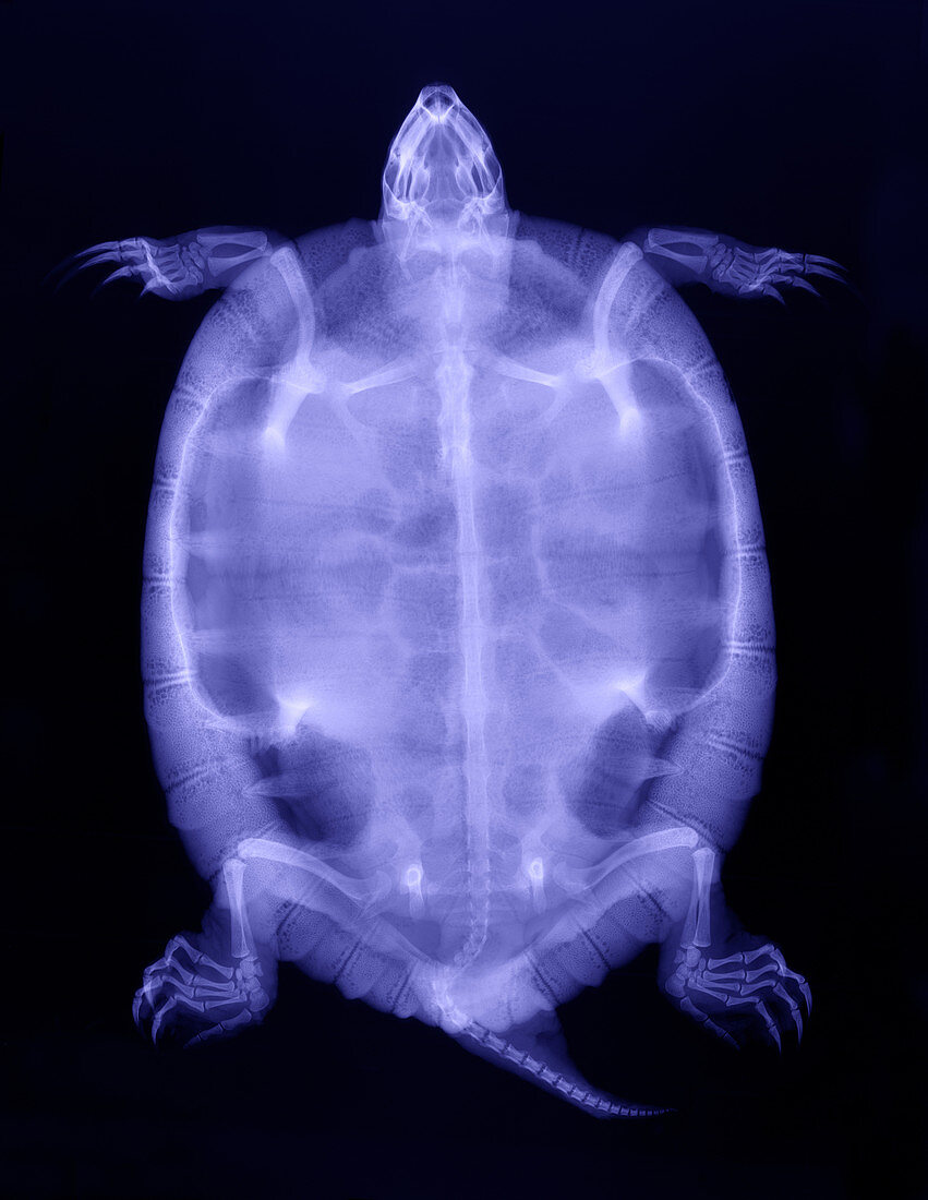 Red-Eared Slider Turtle X-Ray