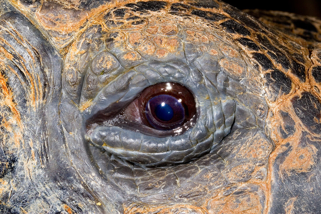 Eye of a Galapagos Tortoise