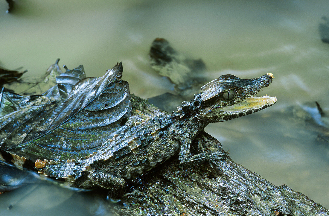 Smooth-fronted Caiman