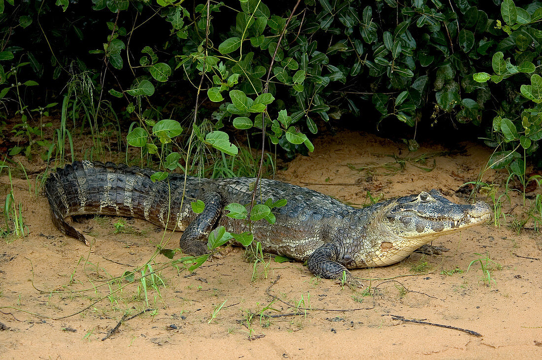 'Caiman in the Pantanal,Brazil'