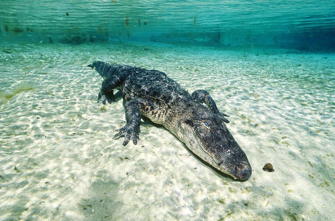 American alligator underwater