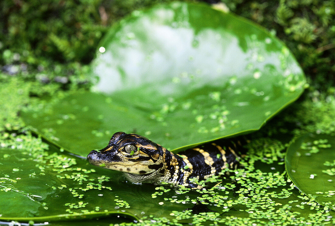 Young Alligator