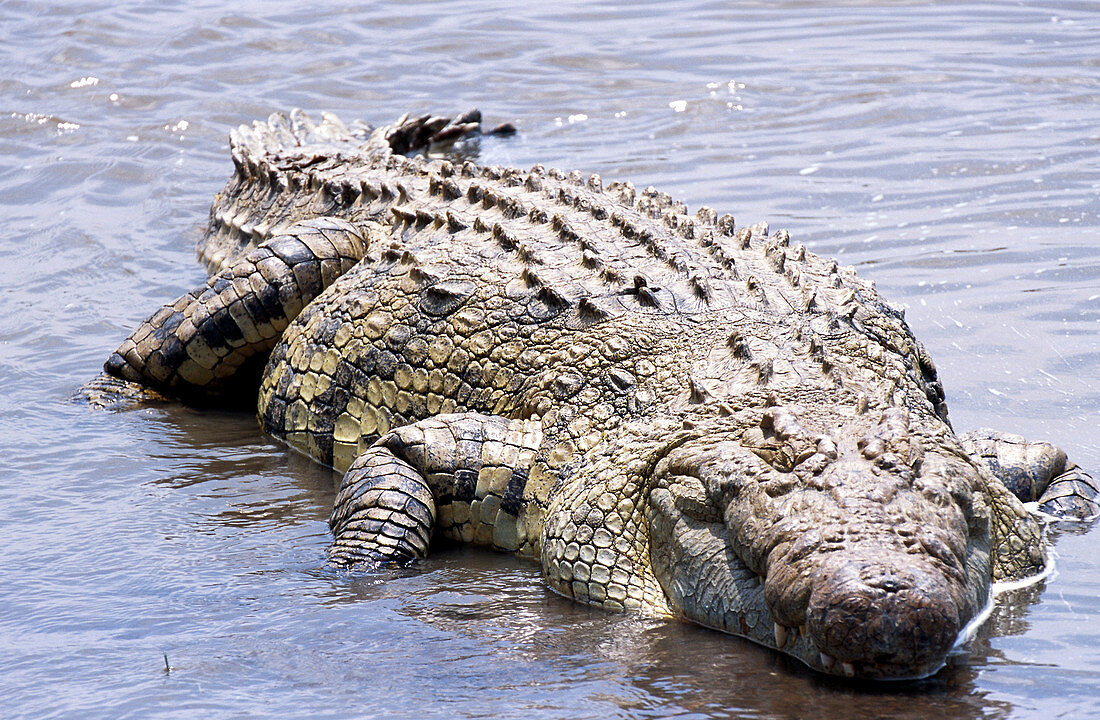 Nile River Crocodile (Crocodylus niloticus)