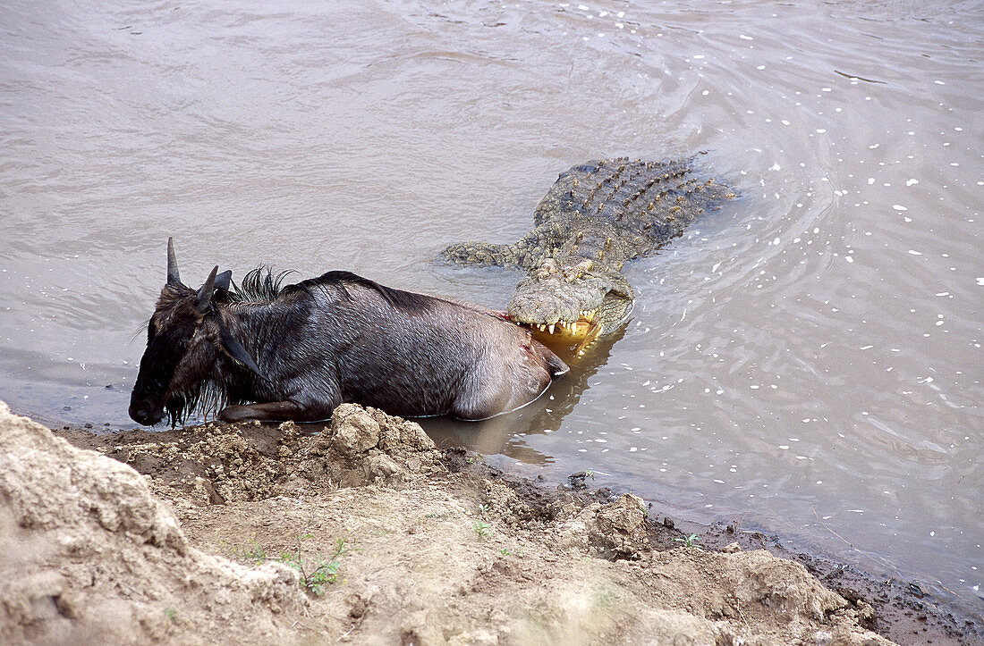 Nile crocodile attacks wildebeest