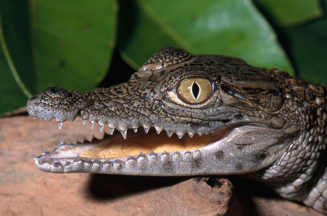 Nile Crocodile Juvenile