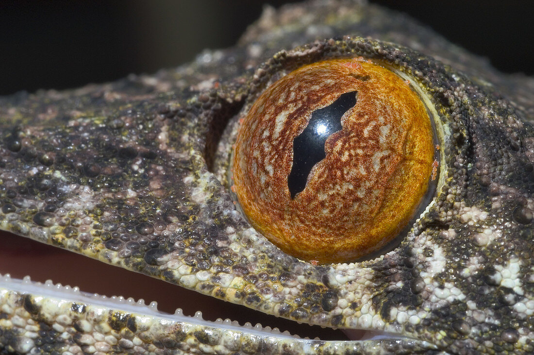 Eye of Henkels leaftailed gecko