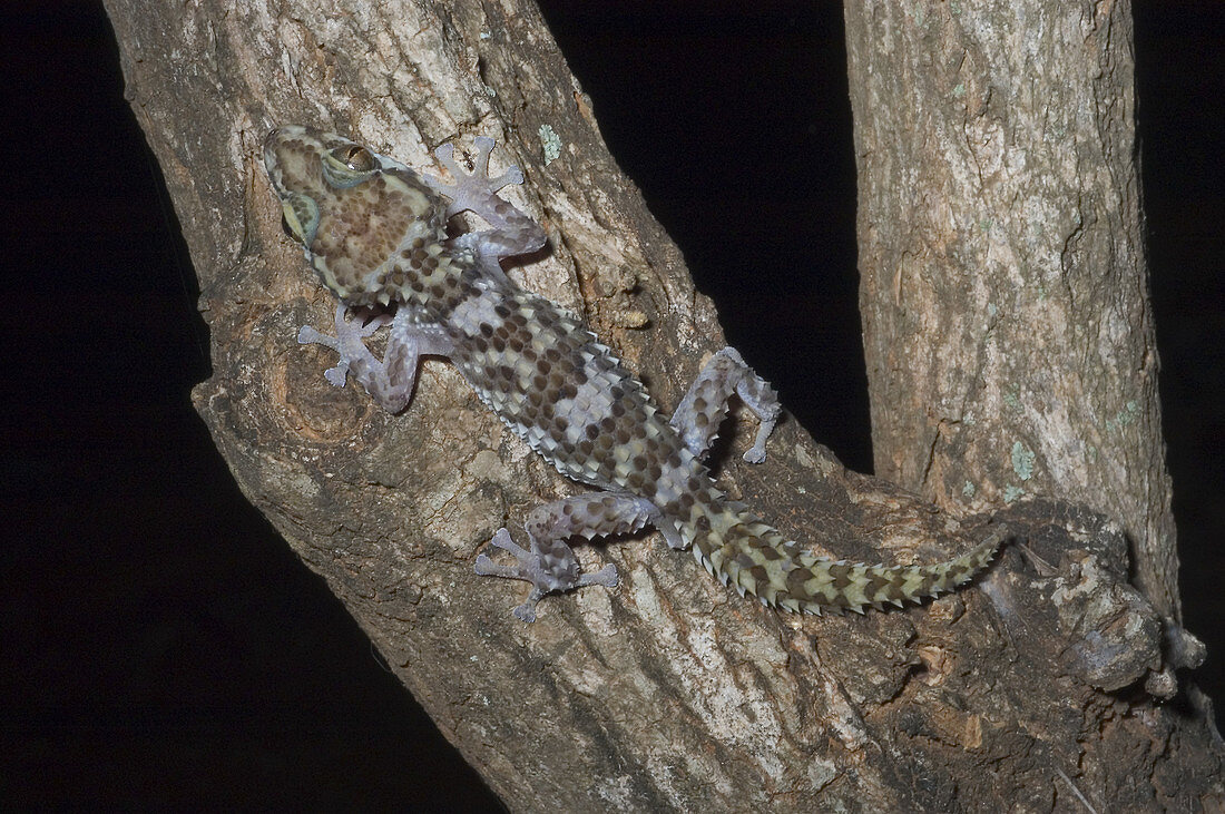 Nocturnal Gecko