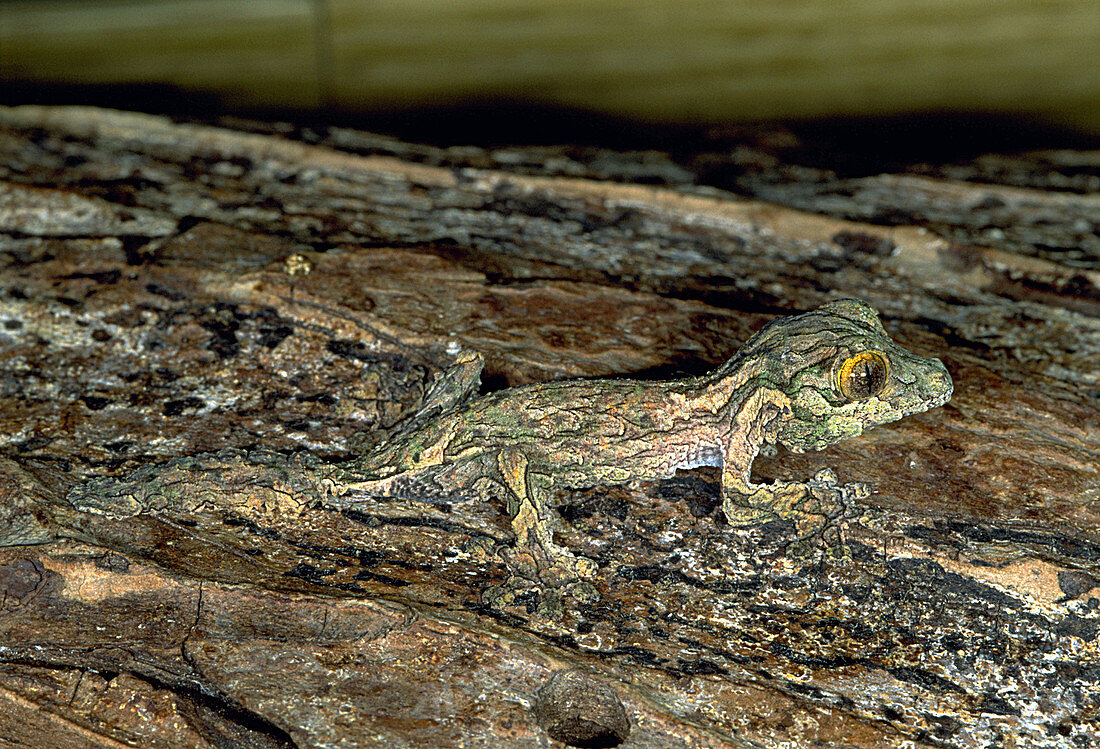 Madagascar Leaf-tailed Gecko