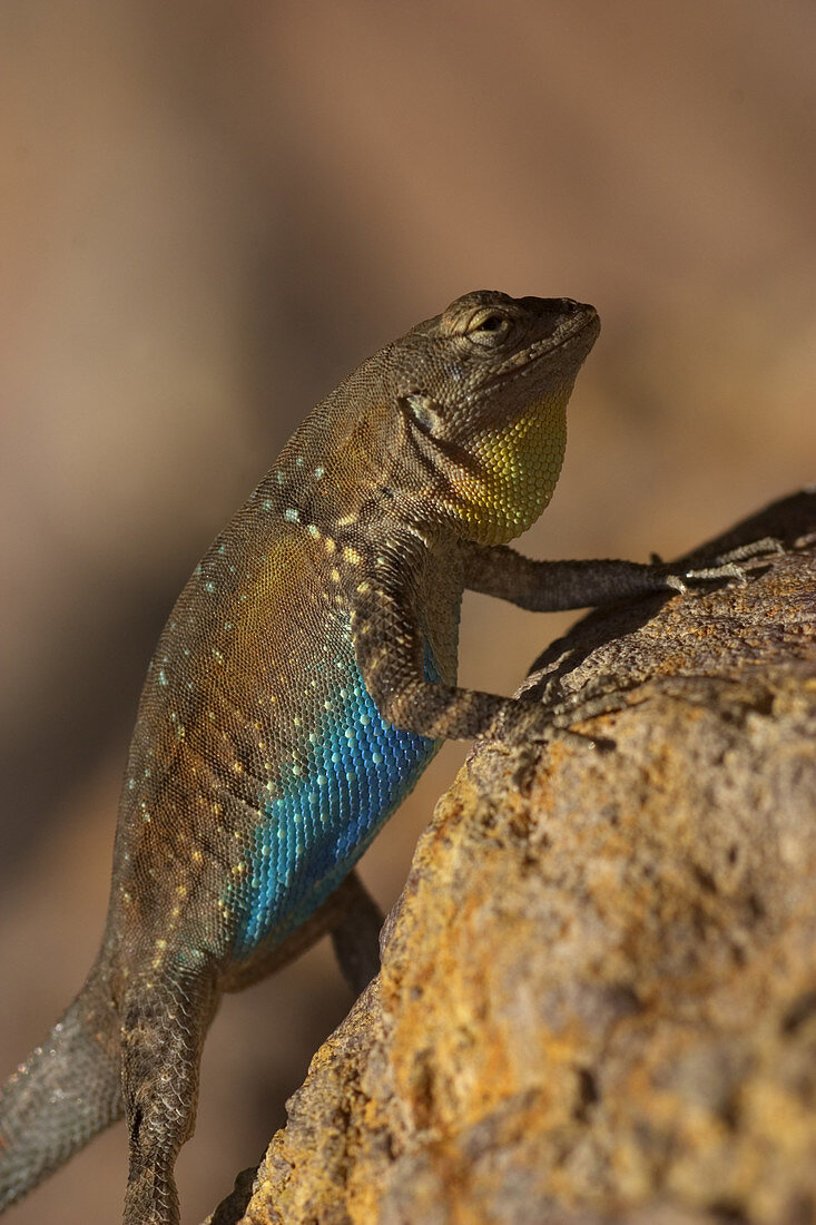 Black-tailed brush lizard courtship display