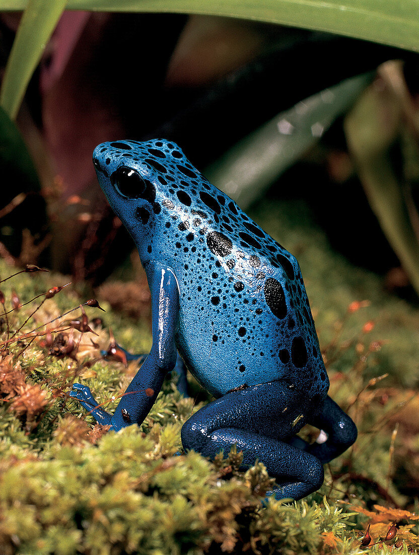 Azure Poison Dart Frog