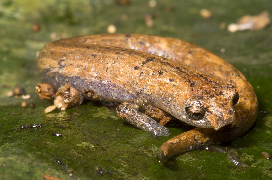 Bolitoglossine Salamander