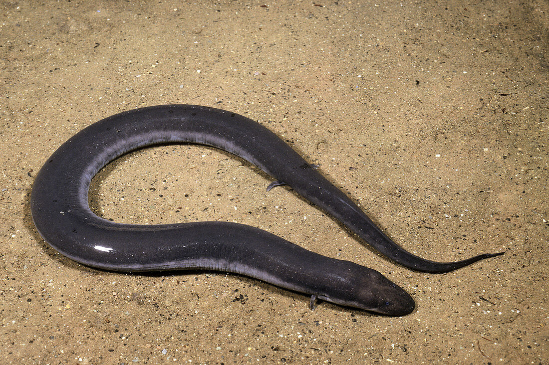 Three-Toed Amphiuma