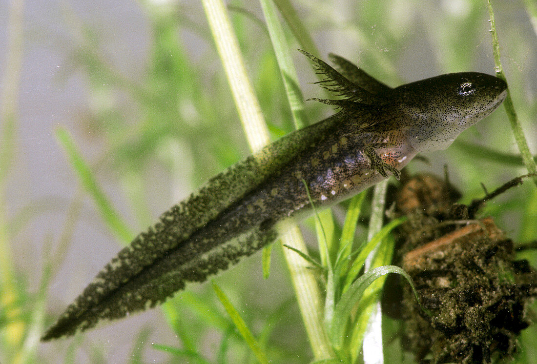 Eastern newt larva