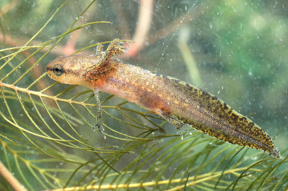Red-spotted newt larva