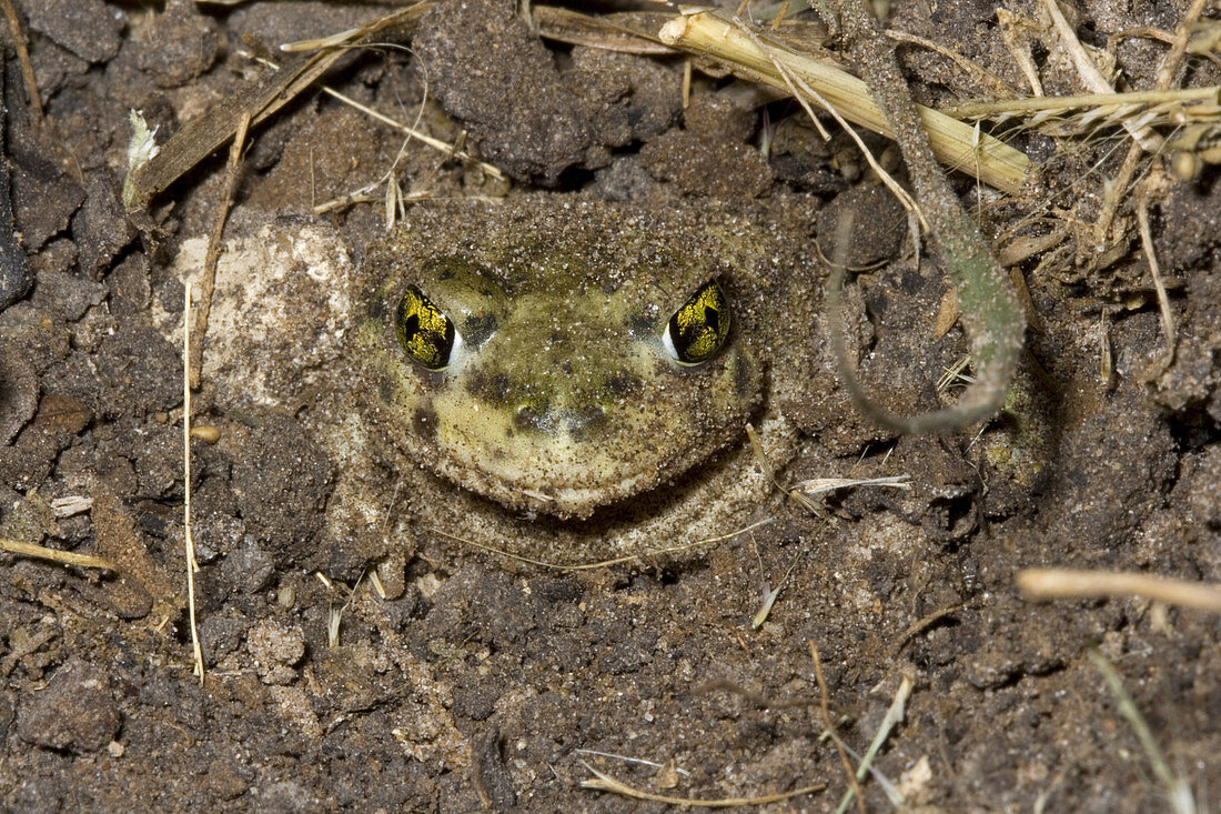 Couch's Spadefoot Toad Burying Itself
