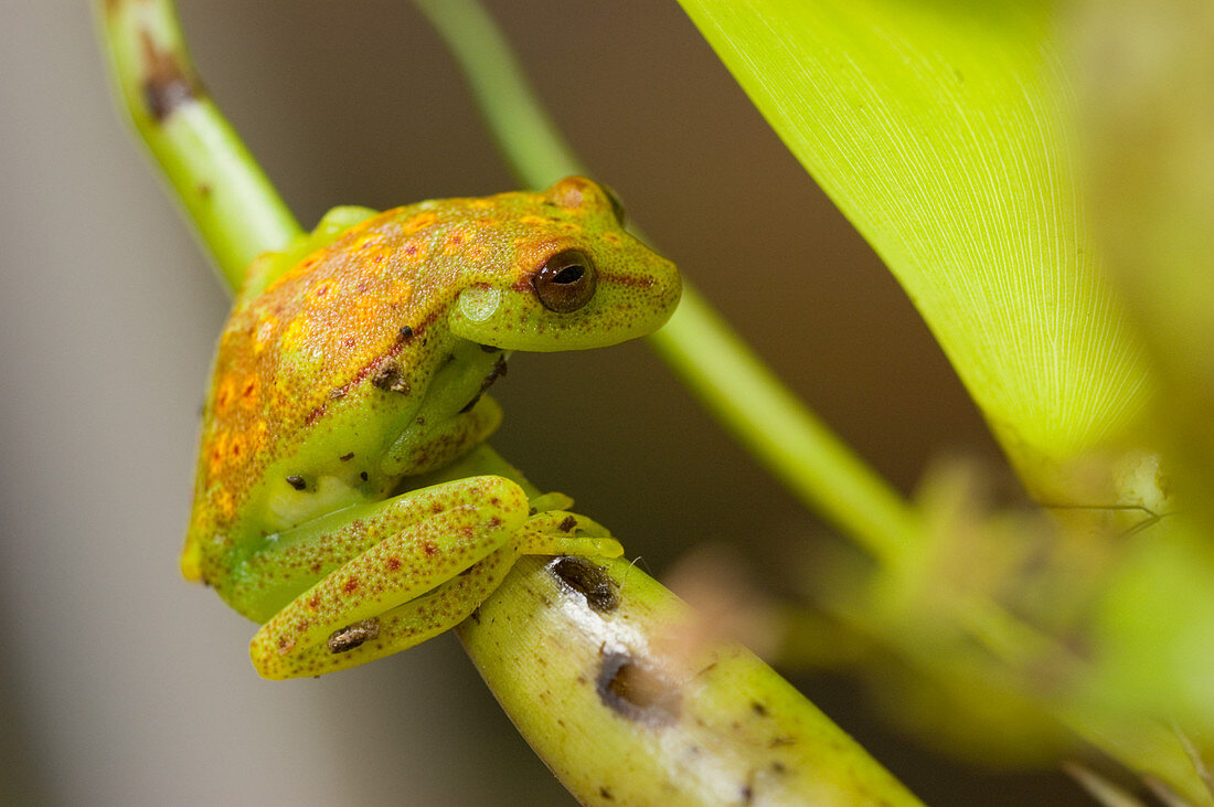 Polkadot Treefrog (Hyla punctata punctata)