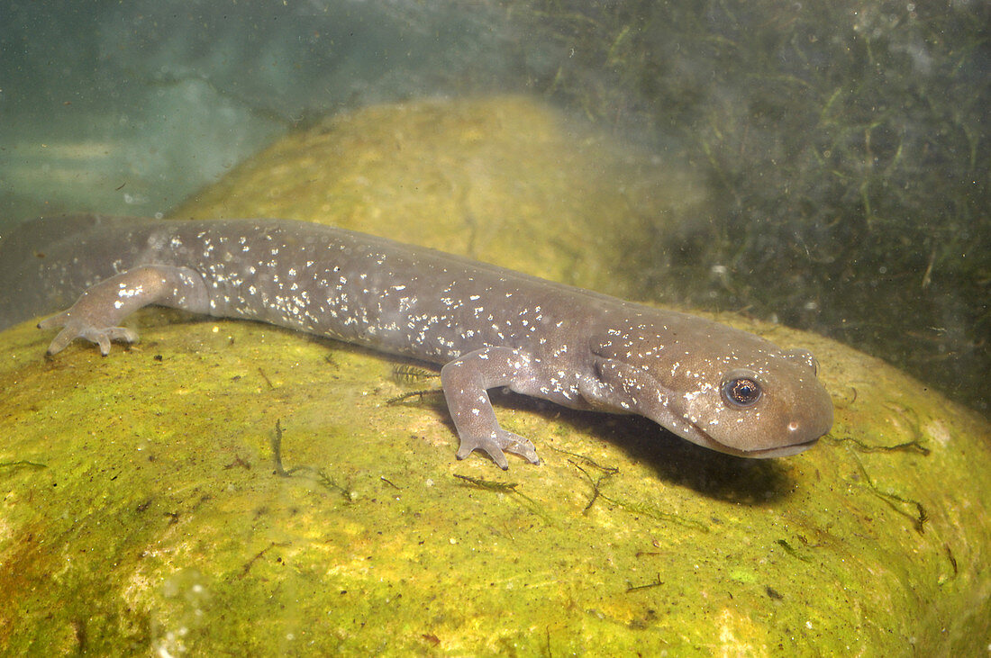 Shangcheng Stout Salamander