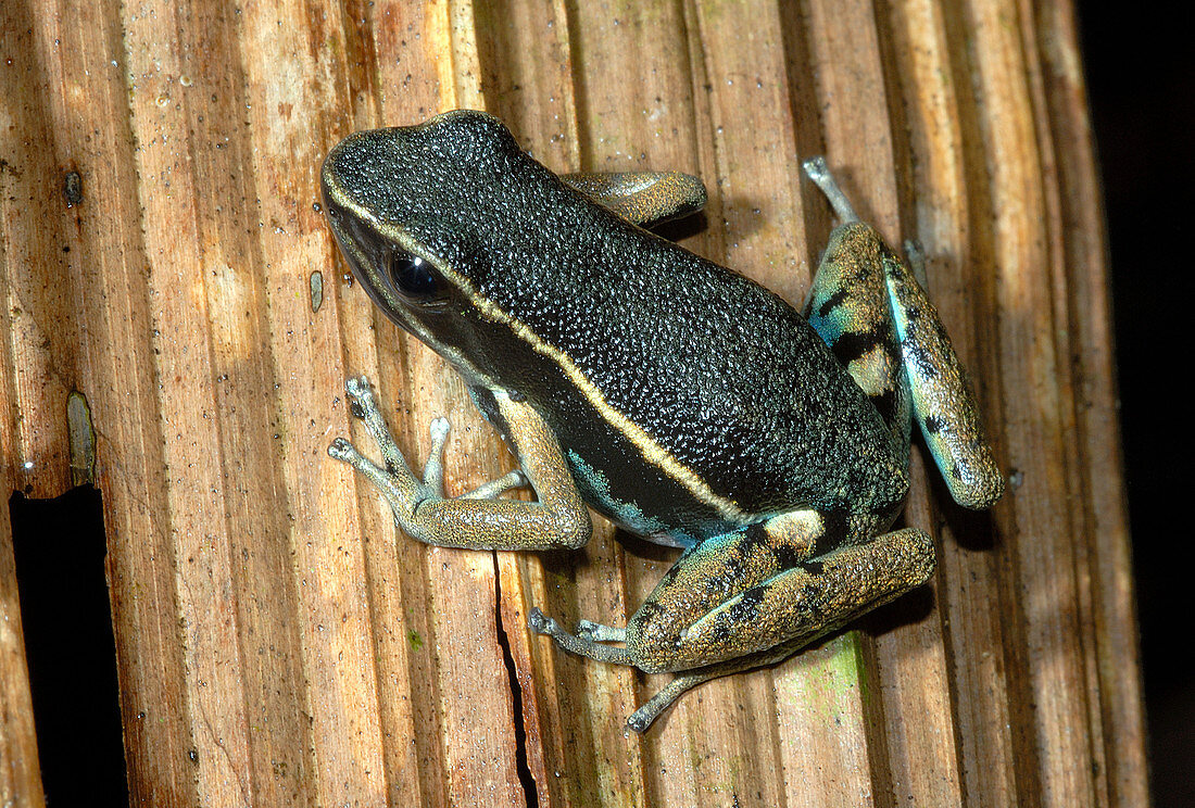 Hahnel's Poison Dart Frog