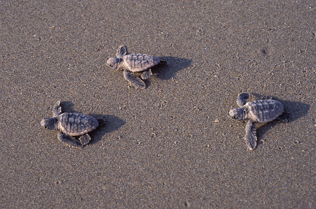 Loggerhead Turtle hatchlings