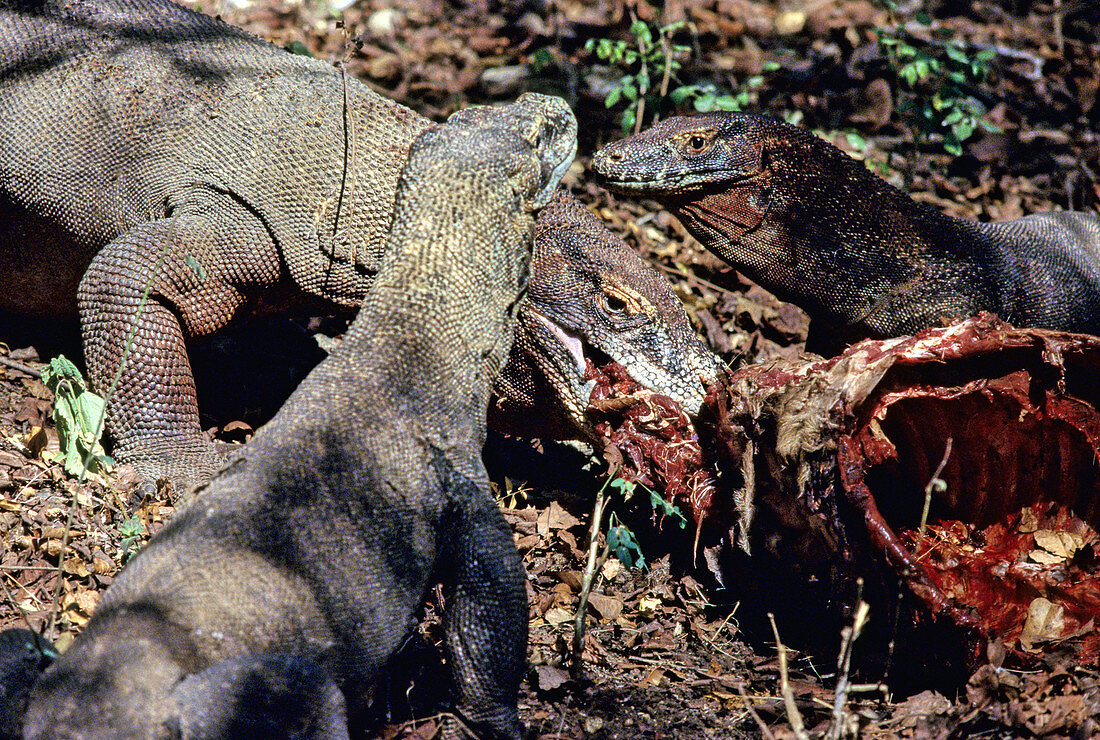 Komodo Dragon eating Timor Deer