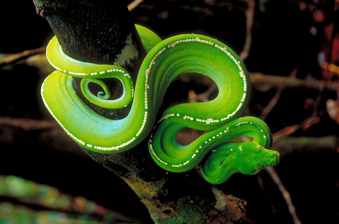 Green python