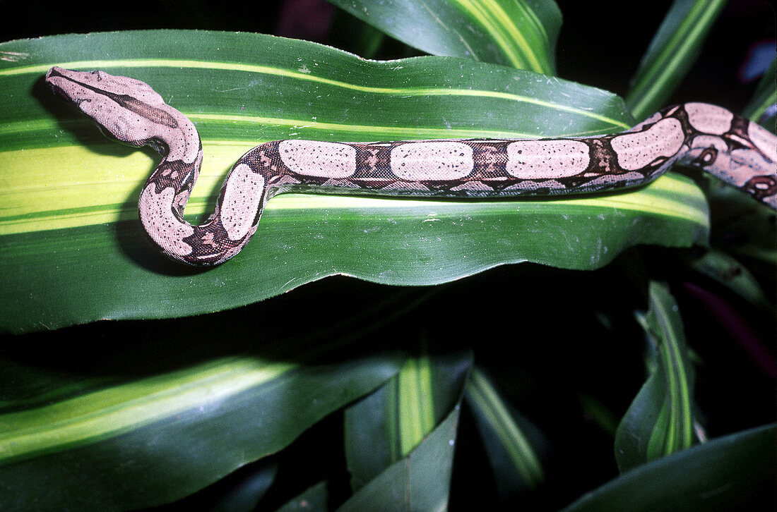 Boa Constrictor