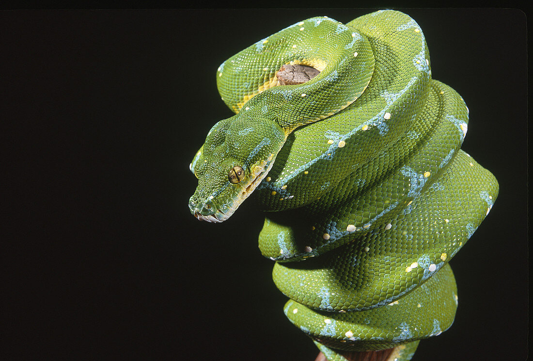 Green tree python