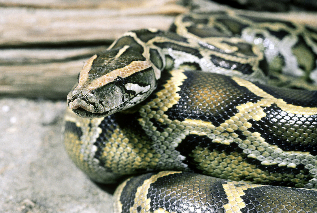 Burmese Python (Python molurus)