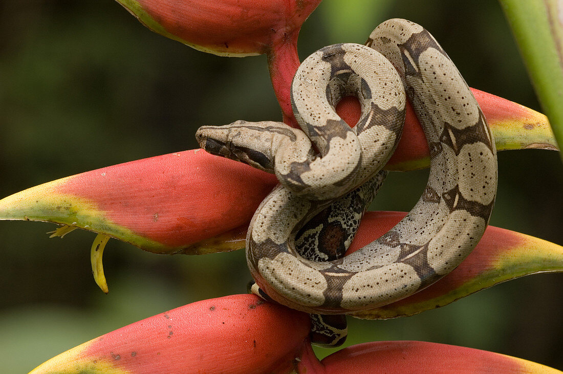 Red-tailed Boa (Boa constrictor constrictor)