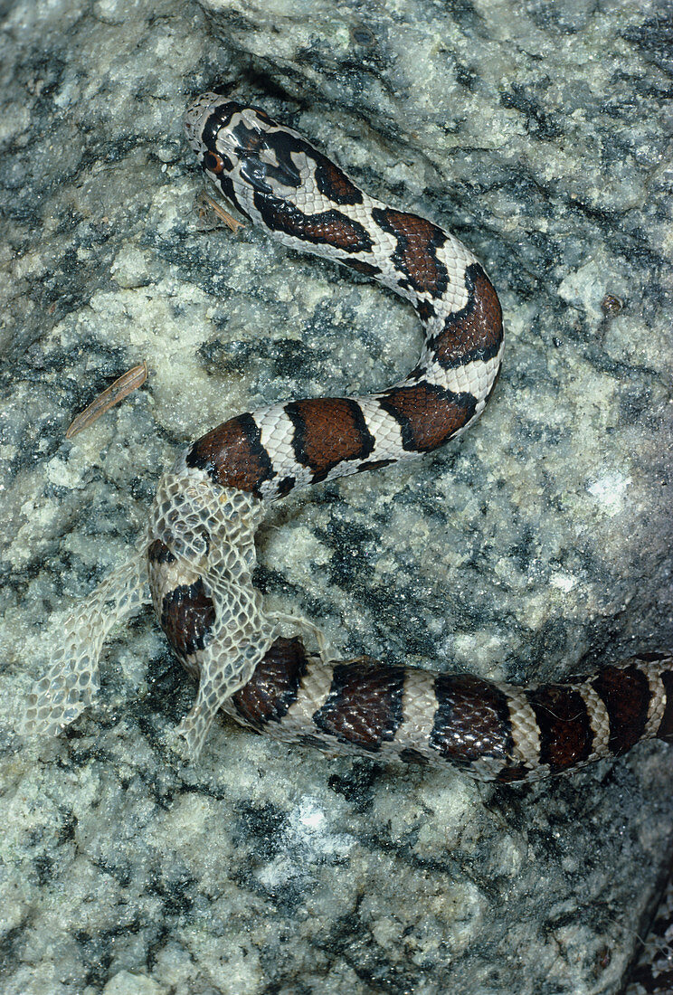 Eastern milk snake (Lampropeltis triangulum)
