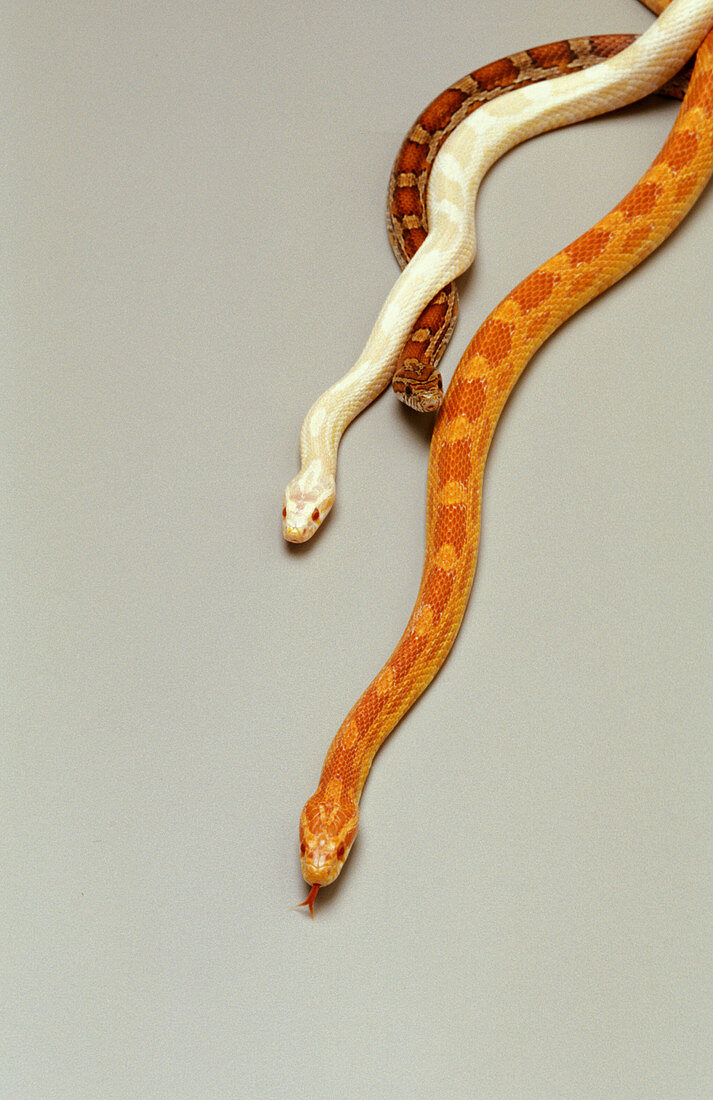 Three varieties of corn snakes