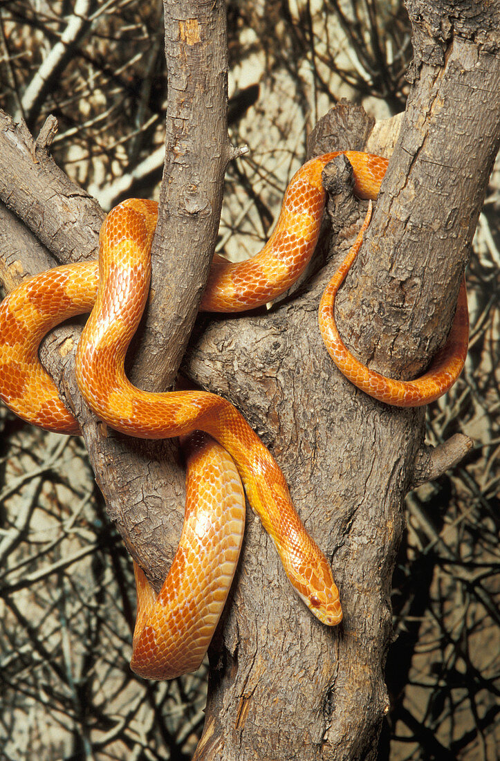 Corn snake