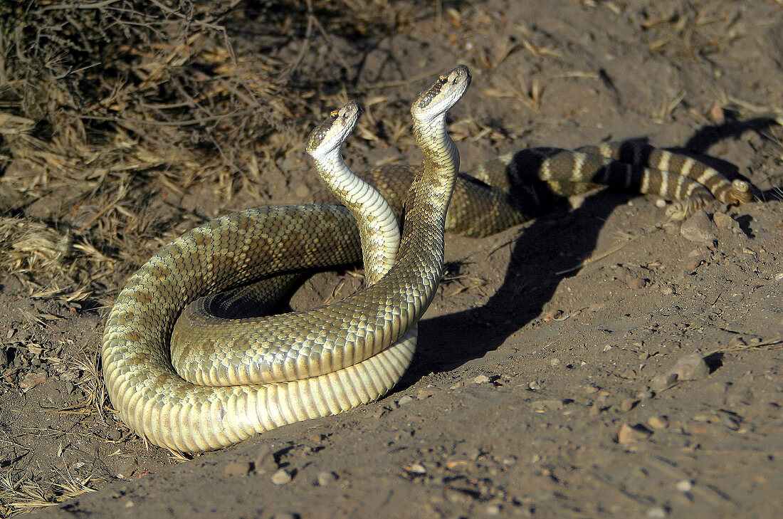 Pacific Rattlesnakes (Crotalus atrox) Mating