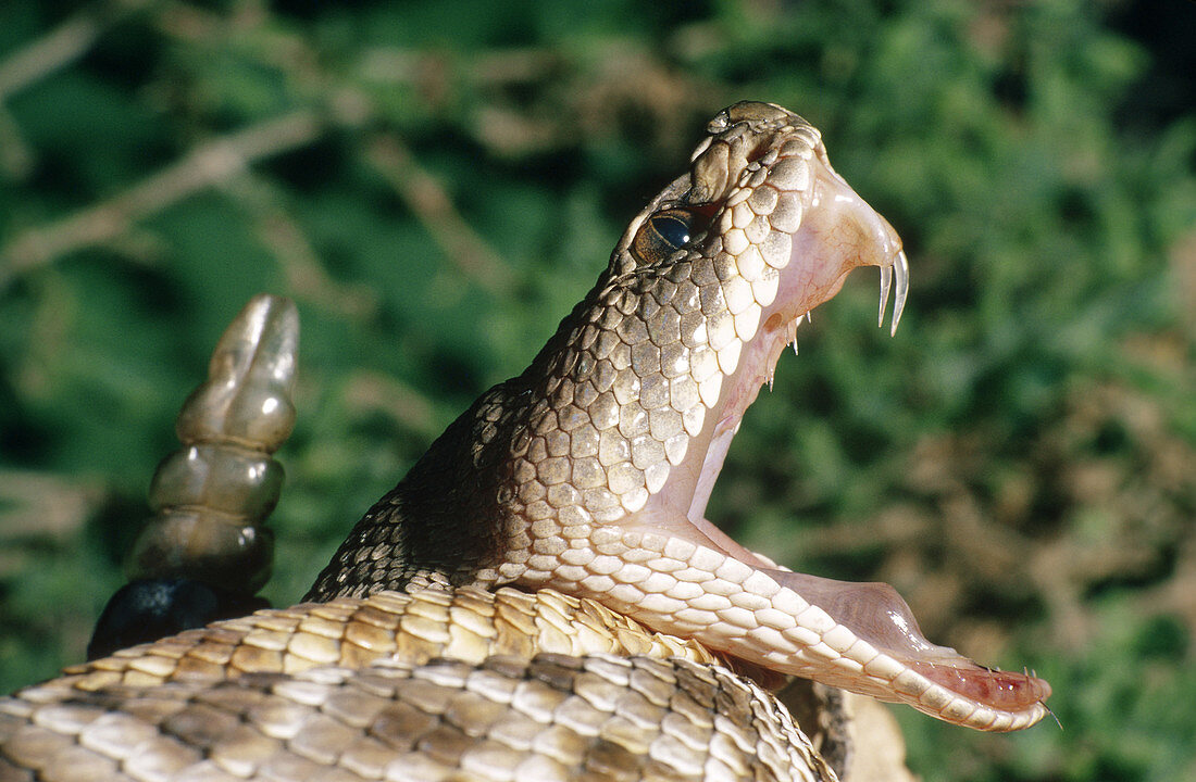 Red Diamondback Rattlesnake