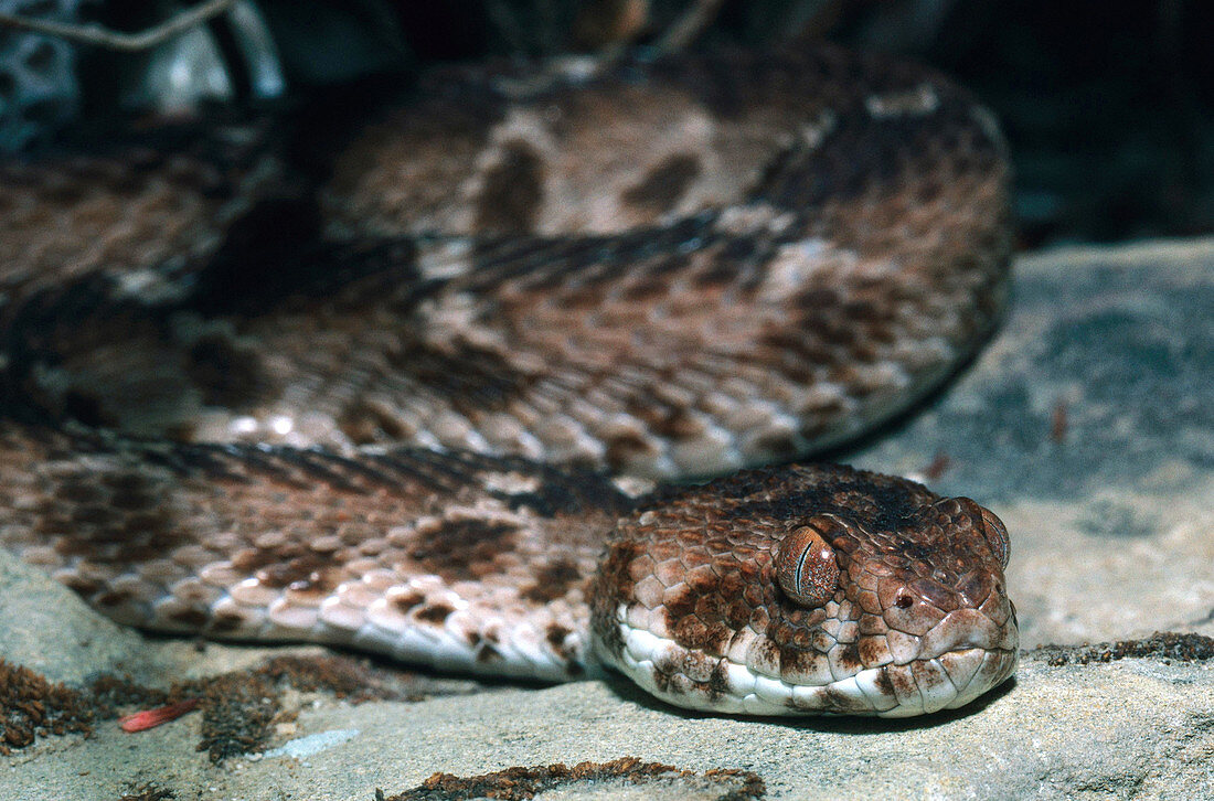 Saw-scaled viper