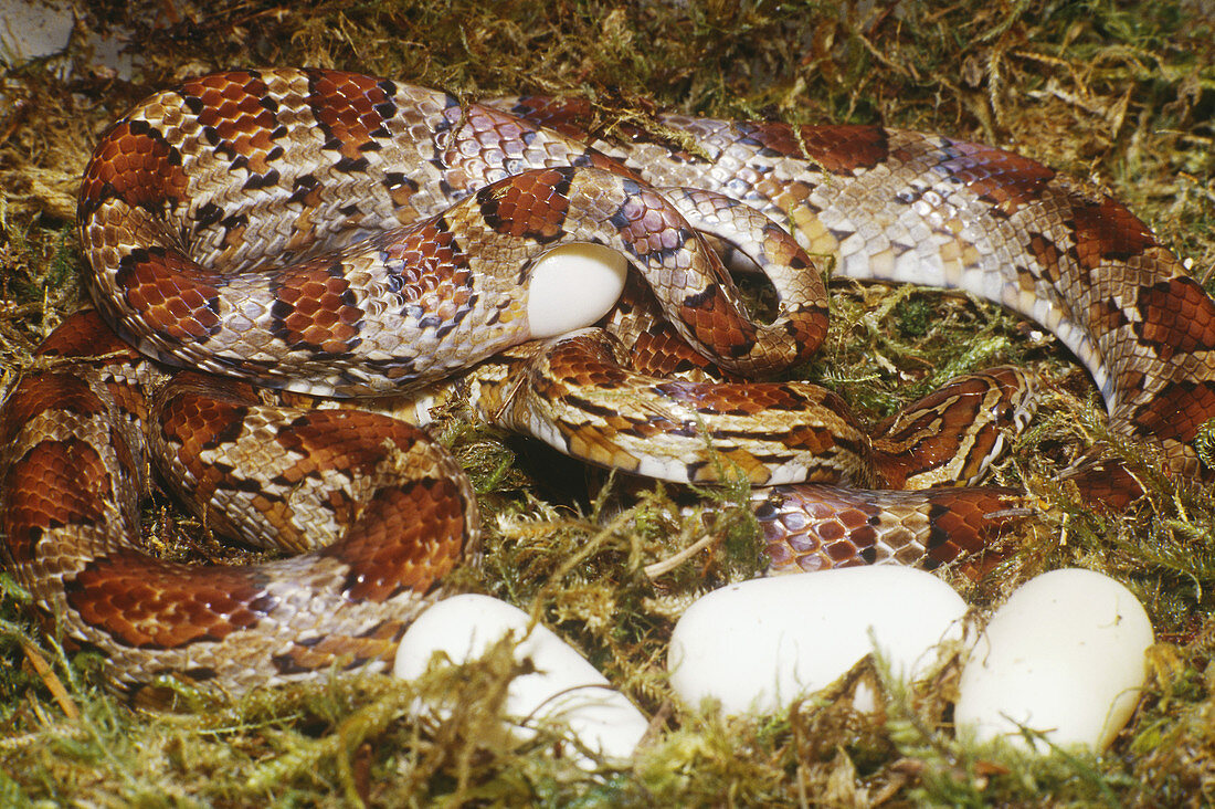 Corn Snake (Elaphe guttata) laying eggs