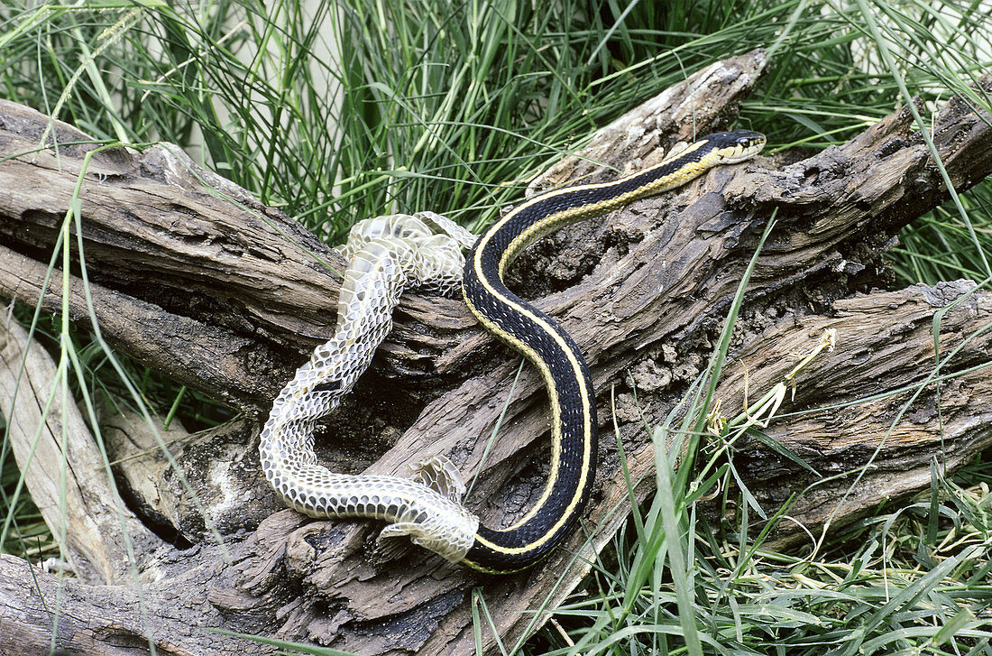 Garter Snake shedding