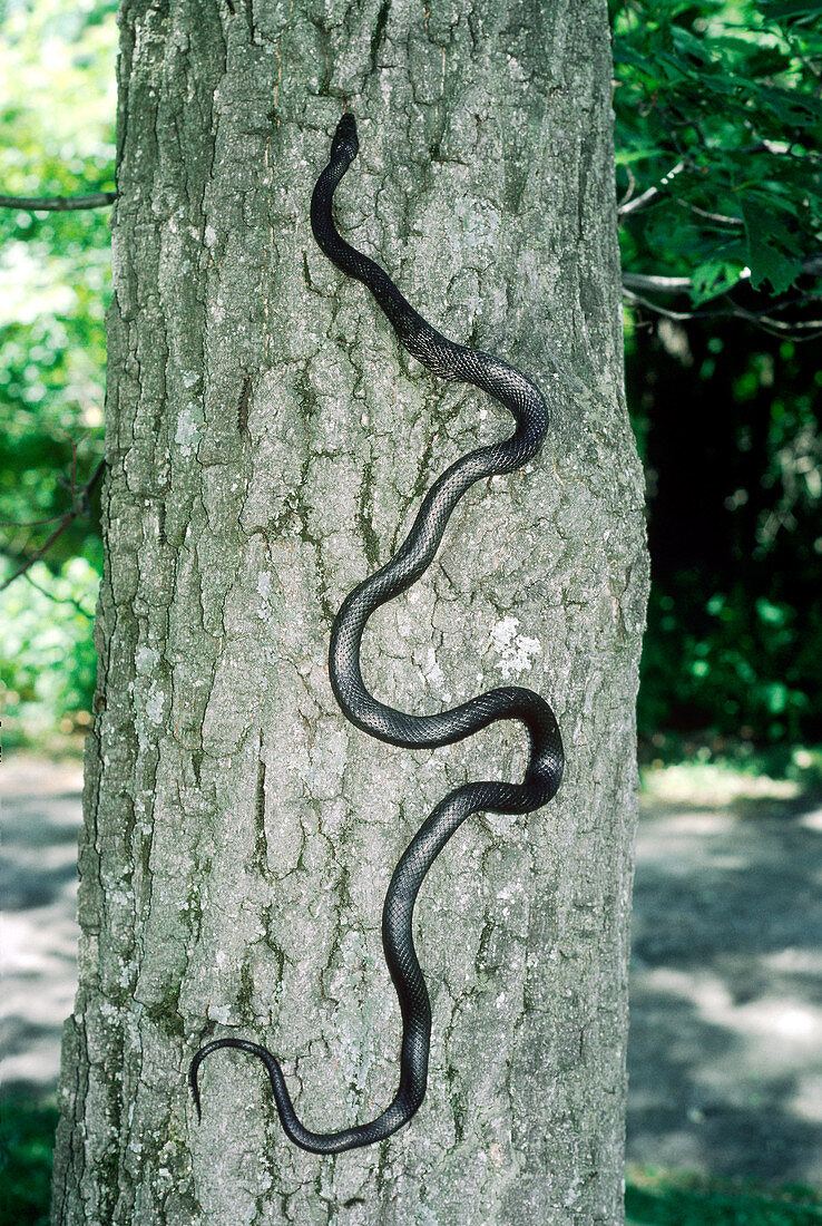Black Rat Snake climbing a tree