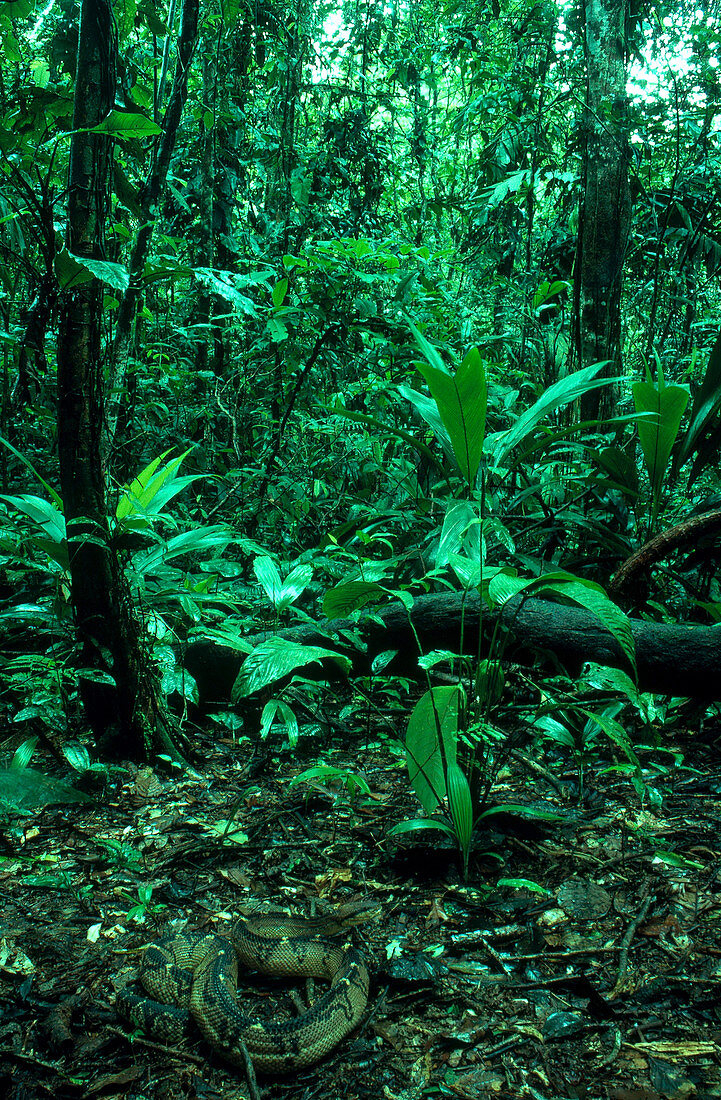 Bushmaster in Rainforest