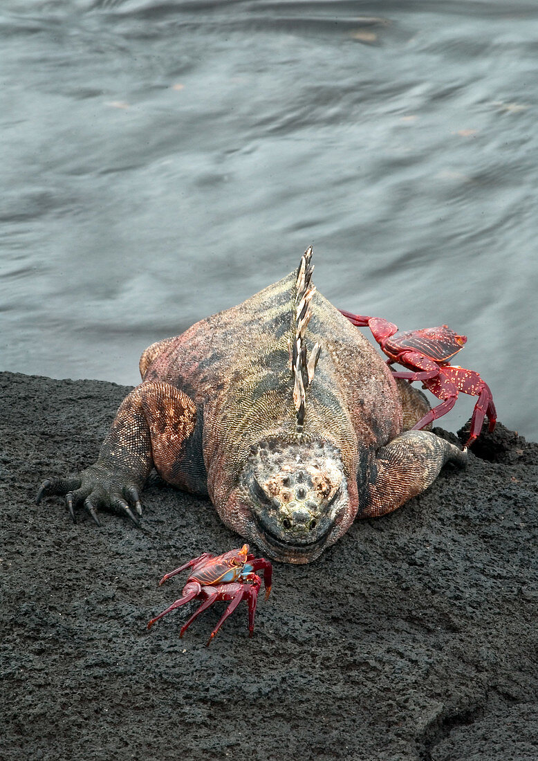 Marine Iguana and Sally Lightfoot Crabs