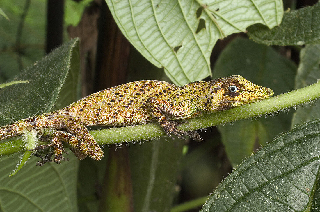 Male Banded Tree Anole