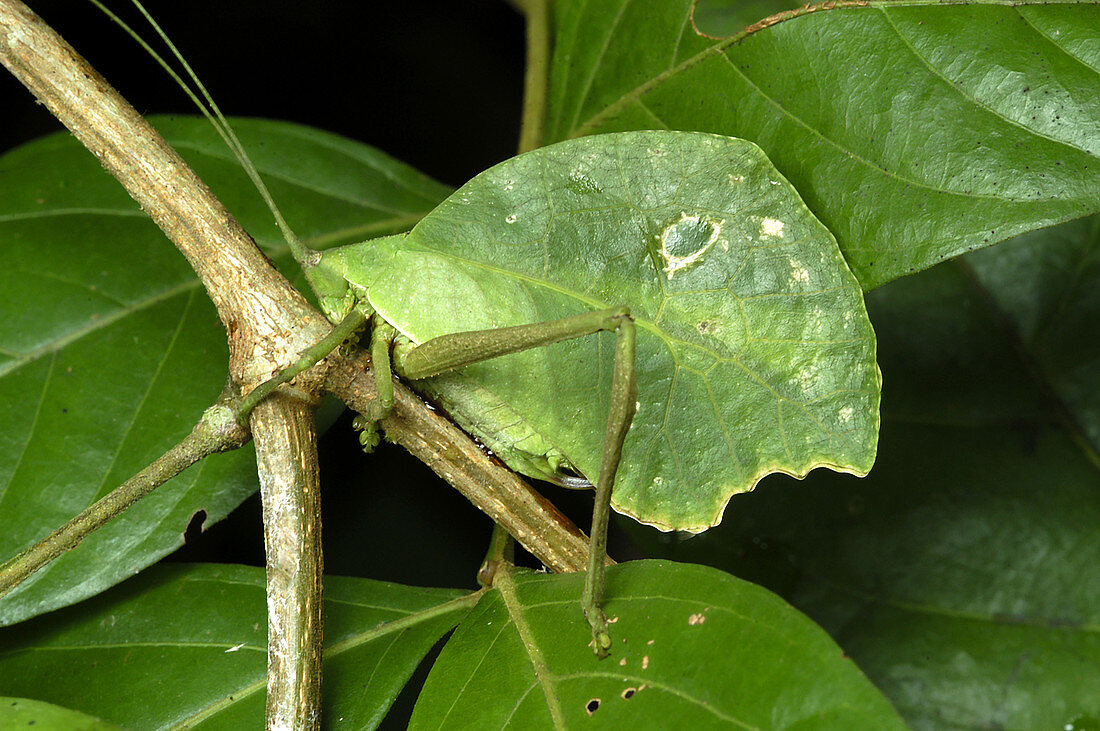 Amazonian Leaf-Mimic Katydid