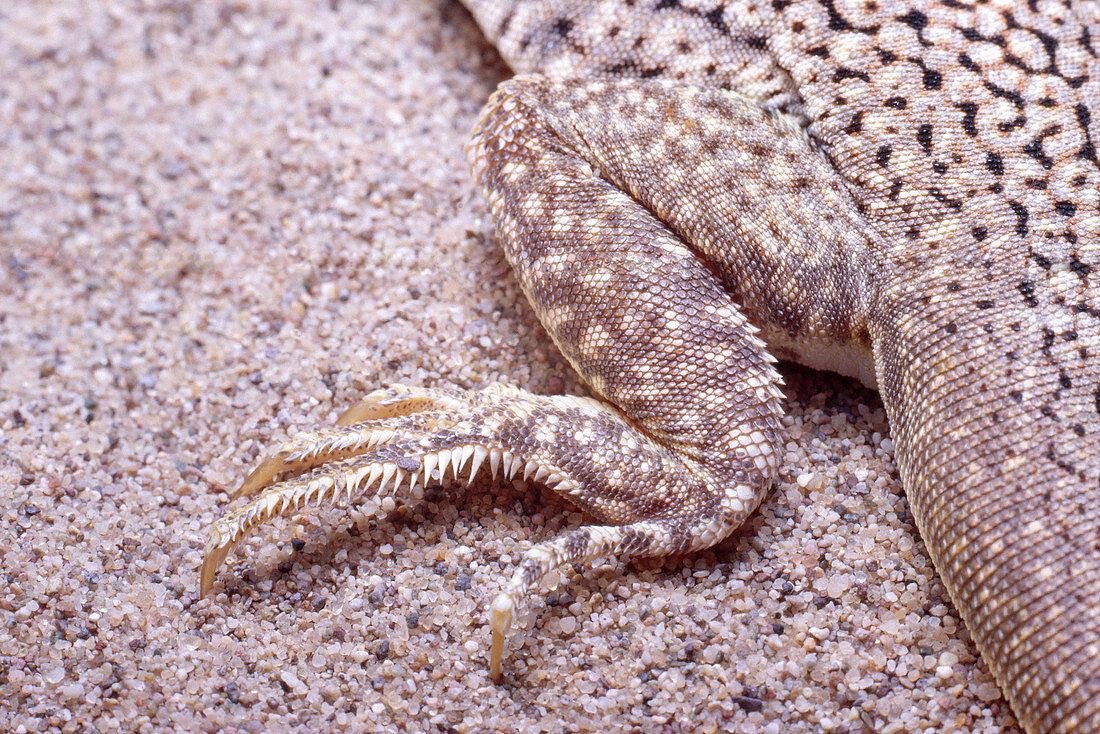 Foot of Fringe-toed lizard