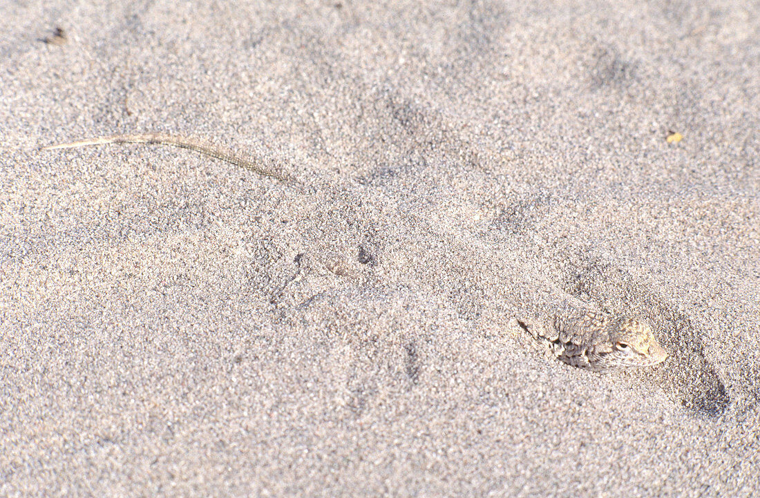 Mojave Fringe-toed Lizard